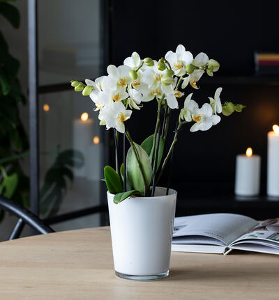 Hvit orkidé Bouquetto i gavepose